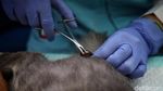 Ratusan Kucing Jantan Disterilisasi di Kantor Walikota Jakut