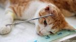 Ratusan Kucing Jantan Disterilisasi di Kantor Walikota Jakut
