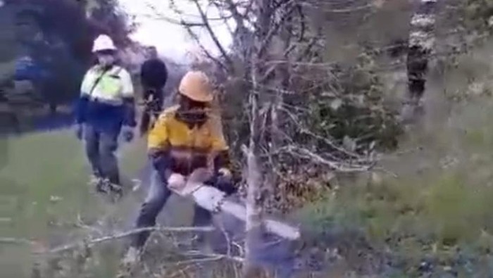 Tangkapan layar video penebangan pohon cengkeh warga di Luwu.