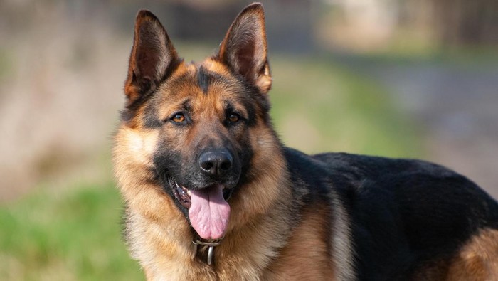 Potret anjing herder atau german shepherd
