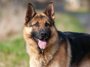 10+ Fakta Menarik Anjing Herder dan Bahaya Gigitannya