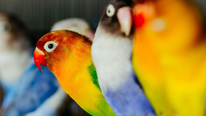 Potret burung lovebird