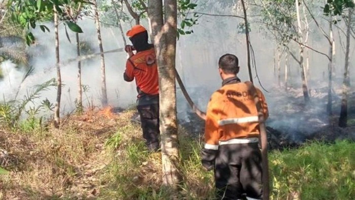 Karhutla di Muara Enim meluas ke wilayah perkebunan karet milik warga.