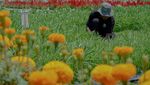 Ini Bunga Refugia, Pestisida Alami buat Petani Sayur