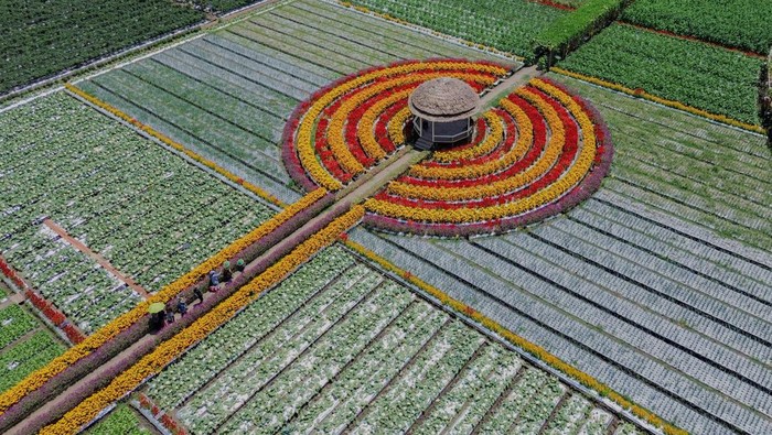 Foto udara lahan holtikultura milik petani yang ditanami bunga refugia di Desa Kedungrejo, Lumajang, Jawa Timur, Kamis (19/9/2024). Penanaman aneka jenis bunga refugia di sekitar lahan holtikultura tersebut guna mencegah serangan hama bagi sayur-sayuran sekaligus mengurangi penggunaan pestisida hingga 50 persen. ANTARA FOTO/Irfan Sumanjaya/YU