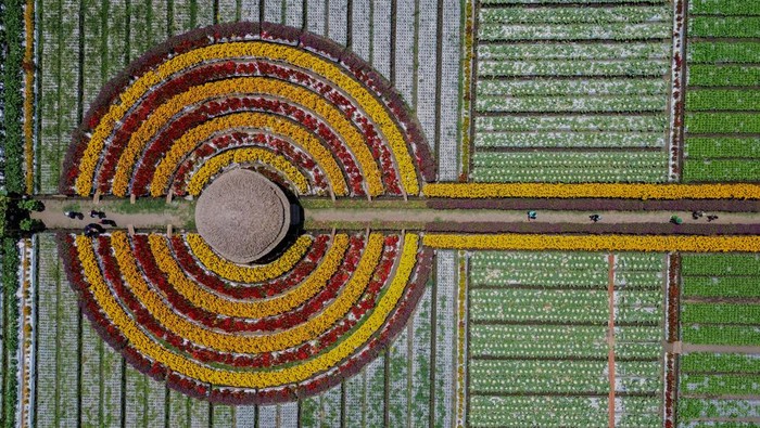 Kurangi penggunaan pestisida menggunakan bunga refugia Foto udara lahan holtikultura milik petani yang ditanami bunga refugia di Desa Kedungrejo, Lumajang, Jawa Timur, Kamis (19/9/2024). Penanaman aneka jenis bunga refugia di sekitar lahan holtikultura tersebut guna mencegah serangan hama bagi sayur-sayuran sekaligus mengurangi penggunaan pestisida hingga 50 persen. ANTARA FOTO/Irfan Sumanjaya/YU
