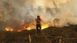 Perjuangan Damkar Padamkan Kebakaran Hutan di Portugal