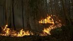 Perjuangan Damkar Padamkan Kebakaran Hutan di Portugal