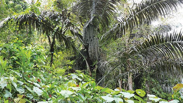 Pohon aren (Istimewa) Pohon aren (Istimewa)