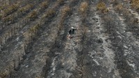 Penampakan perkebunan kopi yang terbakar oleh kebakaran hutan di daerah pedesaan Caconde, negara bagian Sao Paulo, Brasil, Rabu (18/9/2024).