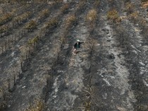 Puluhan Hektar Kebun Kopi di Brasil Hangus Dilahap Api