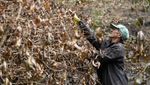 Puluhan Hektar Kebun Kopi di Brasil Hangus Dilahap Api