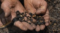 Penampakan biji-biji kopi yang hangus terbakar.