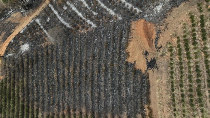 Kebakaran melanda perkebukan kopi di daerah pedesaan Caconde,  Sao Paulo, Brasil. Kebakaran tersebut menghanguskan puluhan hektare tanaman kopi.