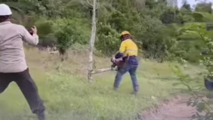 Tangkapan layar momen penebangan pohon cengkeh di Kecamatan Latimojong, Kabupaten Luwu.