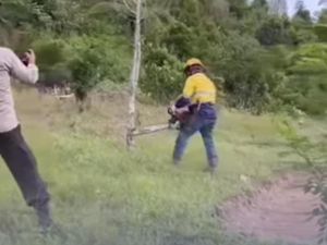Klarifikasi PT MDA Dituding Serobot Lahan Usai Tebang Pohon Cengkeh Warga