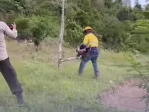 Cerita Warga Pohon Cengkehnya Dipotong Paksa PT Masmindo Usai Aparat Datang