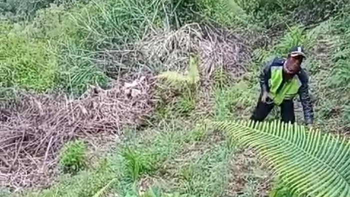 Temuan ladang ganja di lereng Gunung Semeru Lumajang