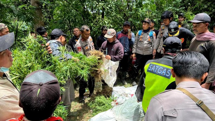 Temuan Ladang Ganja di Lumajang