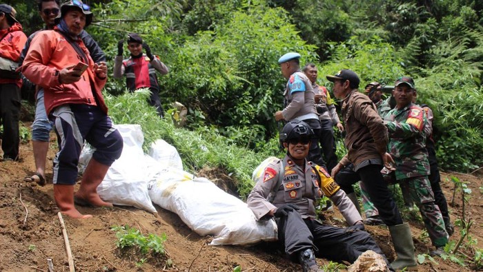 Temuan Ladang Ganja di Lumajang