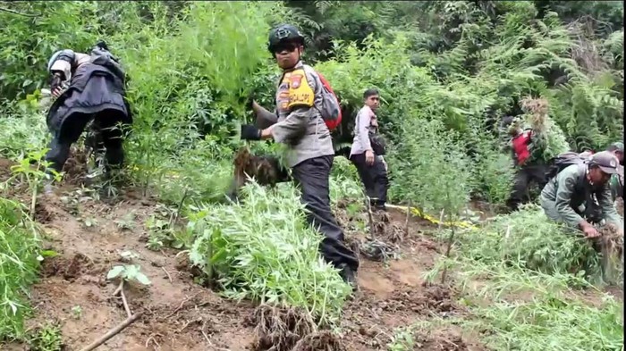 Temuan Ladang Ganja di Lumajang Temuan Ladang Ganja di Lumajang