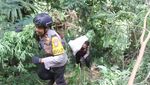 Penampakan Polisi Menggerebek Ladang Ganja di Lumajang
