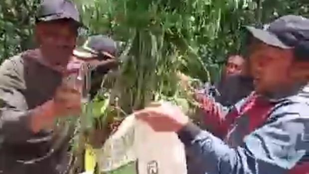 Temuan ladang ganja di lereng Gunung Semeru Lumajang