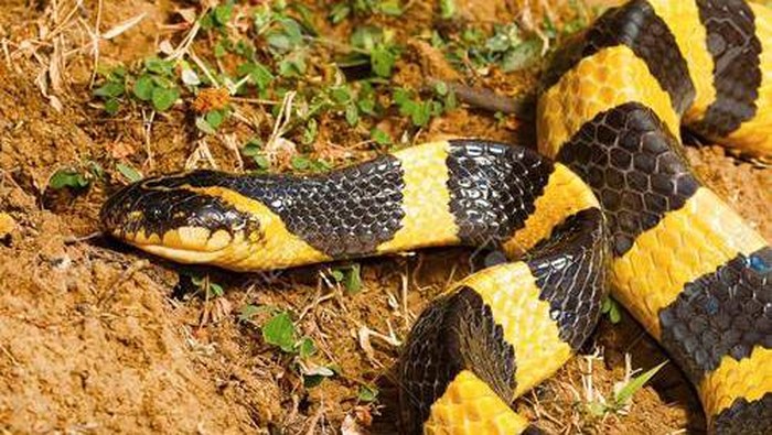 Ular welang atau Bungarus fasciatus