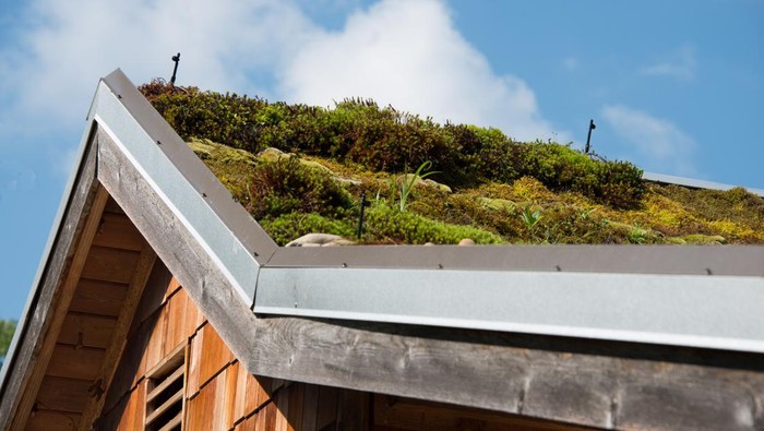 Organic roof on cabin: moss as roofing material