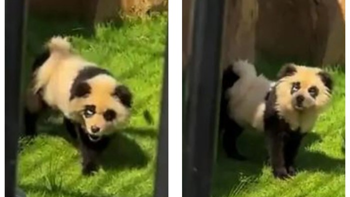 Anjing Dicat Jadi Panda di Kebun Binatang Shanwei China