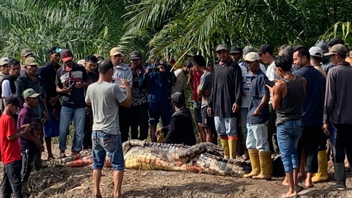Buaya yang menerkam lansia di Rohil. (Foto: Dok Polres Rohil).