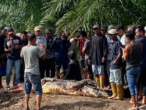 Lansia di Rohil Tewas Diterkam Buaya, Kepala Ditemukan Dalam Perut