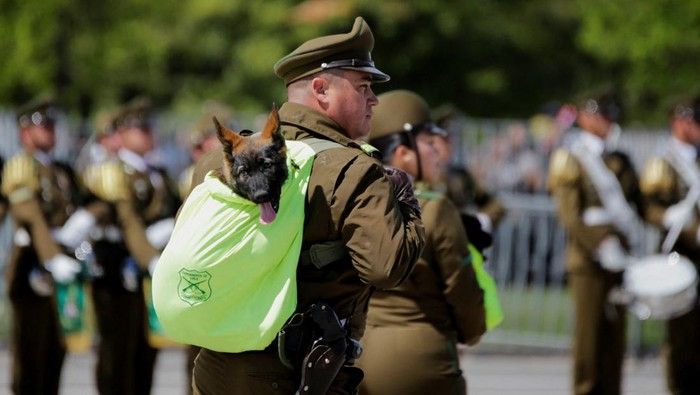 Gemasnya Anjing-anjing Ikut Parade Militer Chile Chilean police officers march with puppies that are part of a new generation of police dogs during the annual military parade, in Santiago, Chile September 19, 2024. REUTERS/Sofia Yanjari