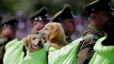 Gemasnya Anjing-anjing Ikut Parade Militer Chile