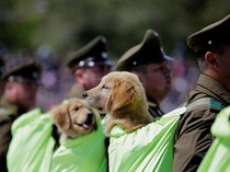 Gemasnya Anjing-anjing Ikut Parade Militer Chile