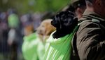 Gemasnya Anjing-anjing Ikut Parade Militer Chile