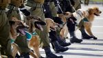 Gemasnya Anjing-anjing Ikut Parade Militer Chile