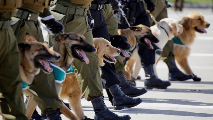 Gemasnya Anjing-anjing Ikut Parade Militer Chile Chilean police officers march with puppies that are part of a new generation of police dogs during the annual military parade, in Santiago, Chile September 19, 2024. REUTERS/Sofia Yanjari