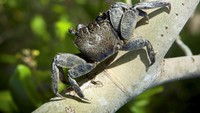 Kepiting asli Brasil ini hampir punah karena terus diburu untuk dikonsumsi. Kepiting ini hidup pada air asin sehingga memiliki daging yang umami. Foto: TasteAtlas