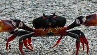 Kepiting hitam ini menjadi hewan endemik di kepulauan Kolombia. Walaupun warnanya gelap tetapi rasa umami kepitingnya memiliki karakter yang berbeda. Foto: TasteAtlas