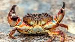 10 Kepiting Terenak di Dunia, Bukan Alaskan King Crab!