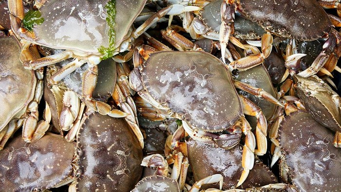 Kepiting paling enak di dunia 10 Kepiting Terenak di Dunia, Bukan Alaskan King Crab!