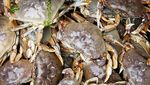 10 Kepiting Terenak di Dunia, Bukan Alaskan King Crab!