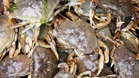 Jika ingin makan kepiting yang memuaskan bisa memilih jenis dungeness crab yang hidup di barat laut Pasifik. Pasalnya 25% dari berat kepiting ini berasal dari dagingnya. Foto: TasteAtlas