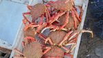 10 Kepiting Terenak di Dunia, Bukan Alaskan King Crab!