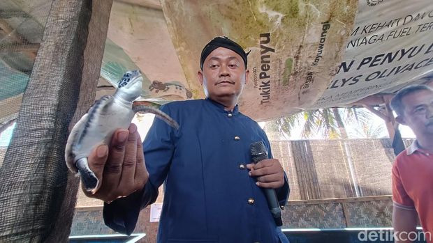 Ketua Kelompok Konservasi Penyu Nagaraja, Jumawan, memperlihatkan penyu yang hidup di konservasi miliknya sebelum dilepasliarkan, Kamis (19/9/2024).