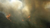 Api membakar pepohonan dan semak di hutan tersebut.