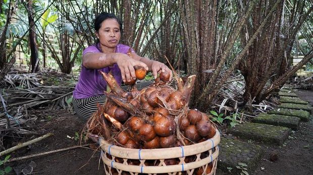 Petani perempuan sedang mengumpulkan buah salak selama panen di perkebunan. (Istimewa)