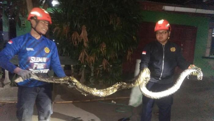 Petugas Damkar Sleman mengevakuasi ular sanca kembang sepanjang 4 meter yang bersembunyi di gorong-gorong masjid di Kalasan, Sleman, Kamis (19/9) malam.