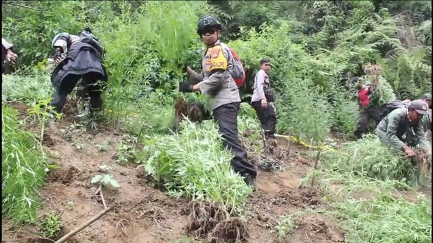 Petugas gabungan polisi dan TNBTS saat menyisir ulang ladang ganja di lereng Semeru. Pohon yang ditemukan lebih banyak.